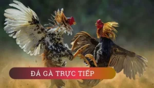 Tham Gia Đá Gà WS168 King88 Ngay Để Chinh Phục Chiến Thắng