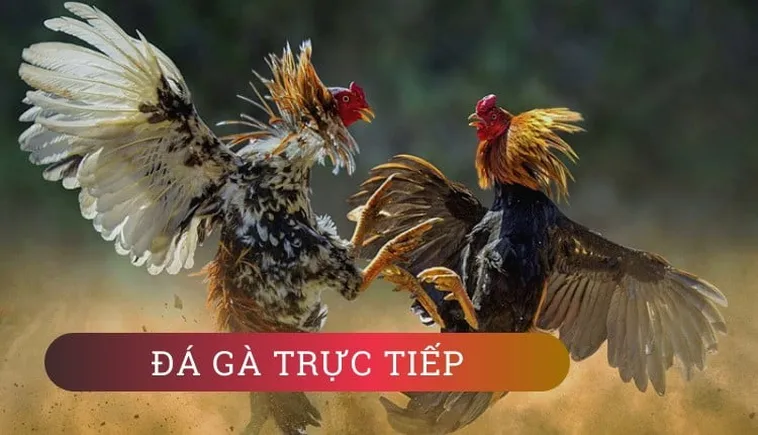 Tham Gia Đá Gà WS168 King88 Ngay Để Chinh Phục Chiến Thắng