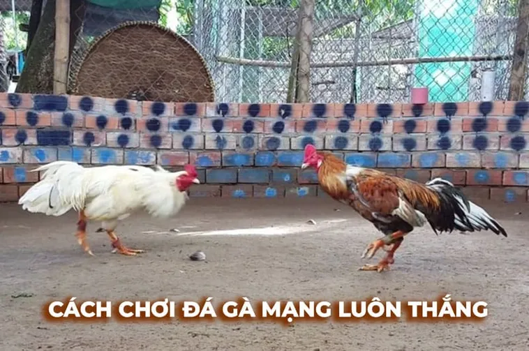 Khám Phá Đá Gà Sabong King88 Và Thắng Lớn Ngay Hôm Nay