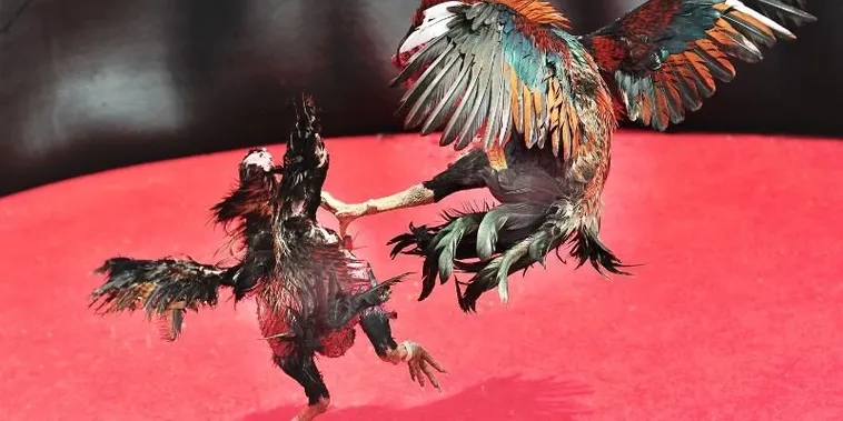 Khám Phá Đá Gà Sabong King88 Và Thắng Lớn Ngay Hôm Nay